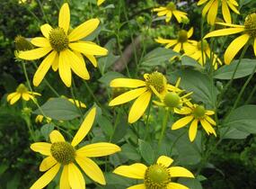 Třapatka dřípatá - Rudbeckia laciniata