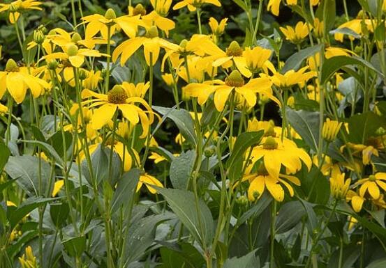 Třapatka dřípatá - Rudbeckia laciniata