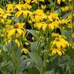 Třapatka dřípatá - Rudbeckia laciniata