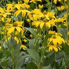 Třapatka dřípatá - Rudbeckia laciniata