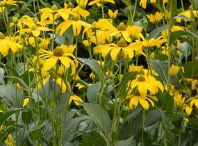 Třapatka dřípatá - Rudbeckia laciniata