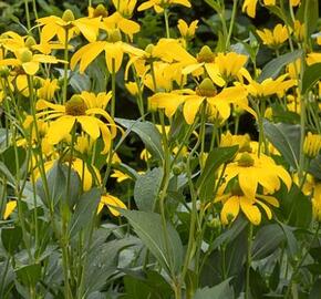 Třapatka dřípatá - Rudbeckia laciniata