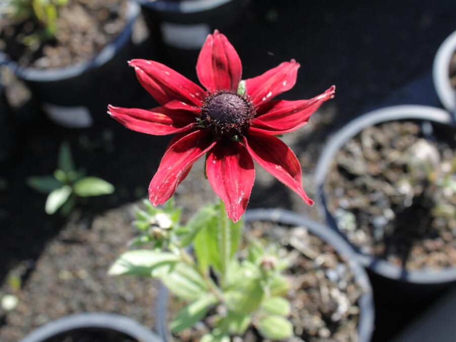 Třapatka srstnatá 'Cherry Brandy' - Rudbeckia hirta 'Cherry Brandy'