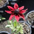 Třapatka srstnatá 'Cherry Brandy' - Rudbeckia hirta 'Cherry Brandy'