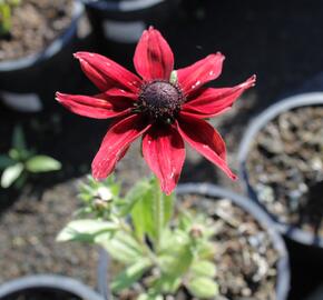 Třapatka srstnatá 'Cherry Brandy' - Rudbeckia hirta 'Cherry Brandy'