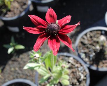 Třapatka srstnatá 'Cherry Brandy'