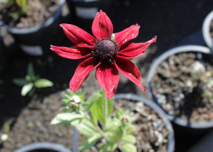 Třapatka srstnatá 'Cherry Brandy' - Rudbeckia hirta 'Cherry Brandy'