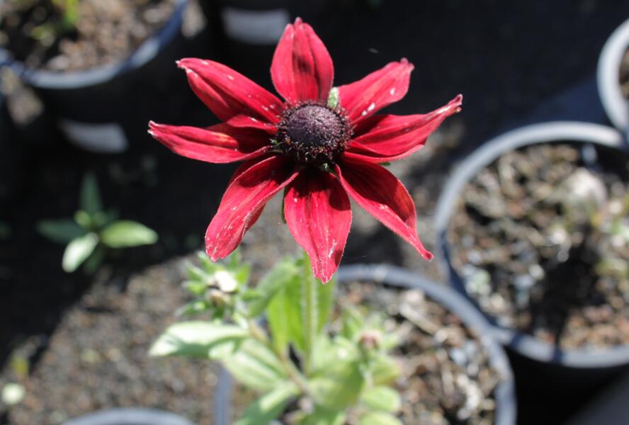 Třapatka srstnatá 'Cherry Brandy' - Rudbeckia hirta 'Cherry Brandy'