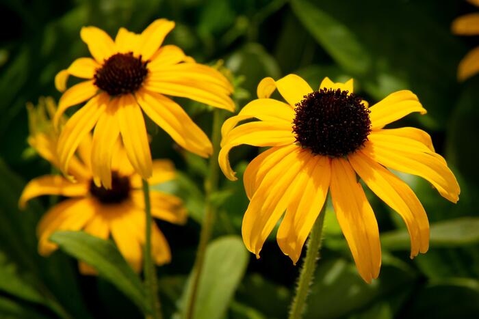 Třapatka zářivá 'American Gold Rush' - Rudbeckia fulgida 'American Gold Rush'