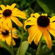 Třapatka zářivá 'American Gold Rush' - Rudbeckia fulgida 'American Gold Rush'