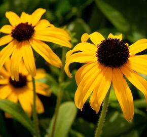 Třapatka zářivá 'American Gold Rush' - Rudbeckia fulgida 'American Gold Rush'