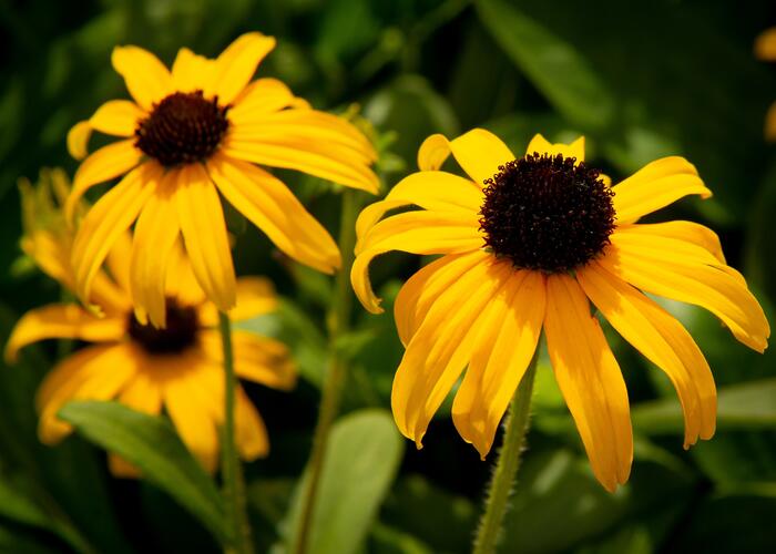 Třapatka zářivá 'American Gold Rush' - Rudbeckia fulgida 'American Gold Rush'
