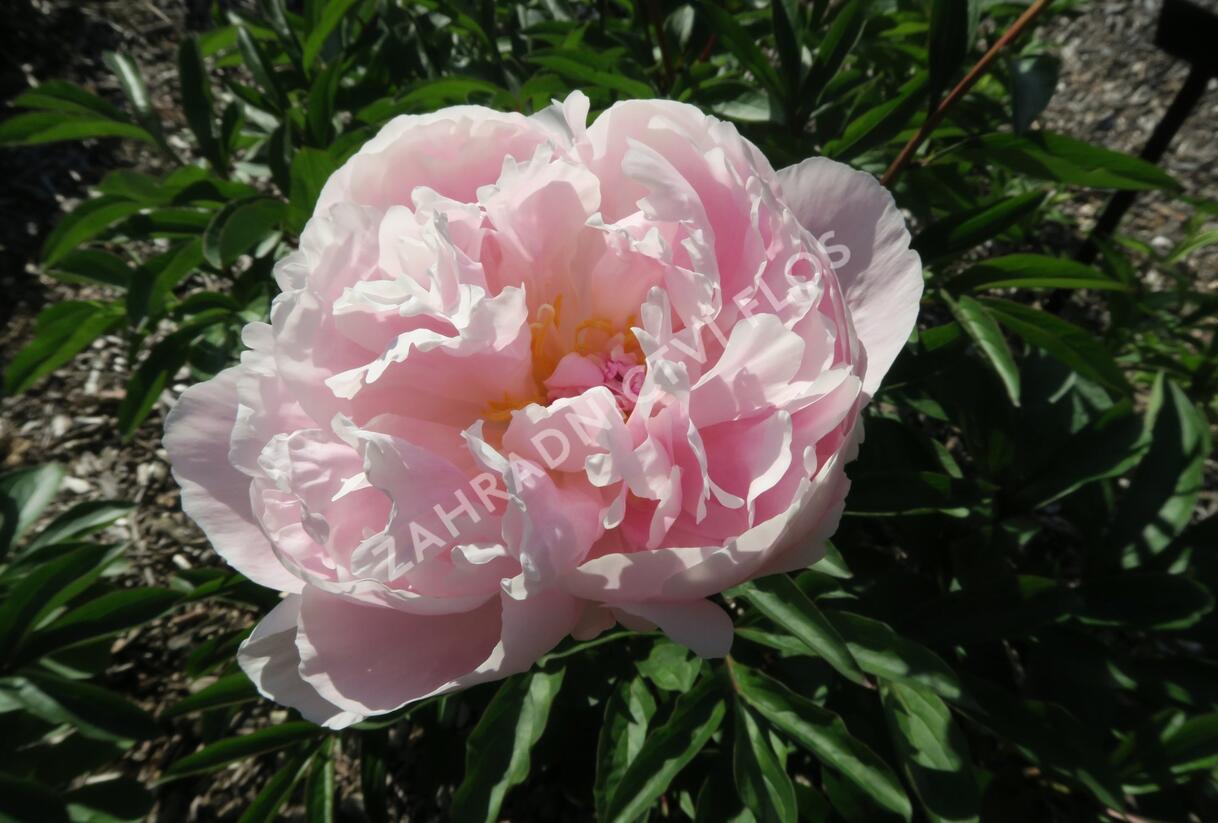 Pivoňka bělokvětá 'Königin Wilhelmina' - Paeonia lactiflora 'Königin Wilhelmina'