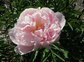 Pivoňka bělokvětá 'Königin Wilhelmina' - Paeonia lactiflora 'Königin Wilhelmina'