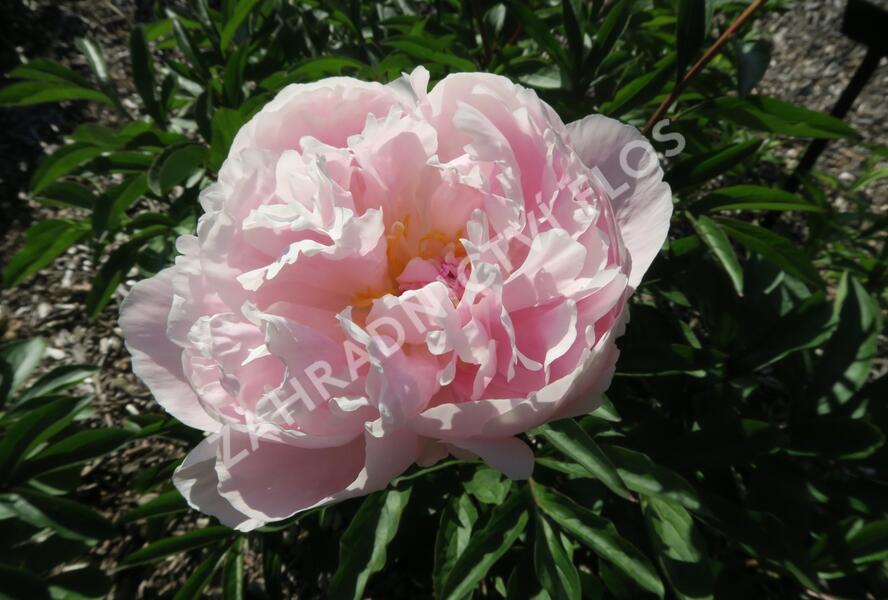 Pivoňka bělokvětá 'Königin Wilhelmina' - Paeonia lactiflora 'Königin Wilhelmina'