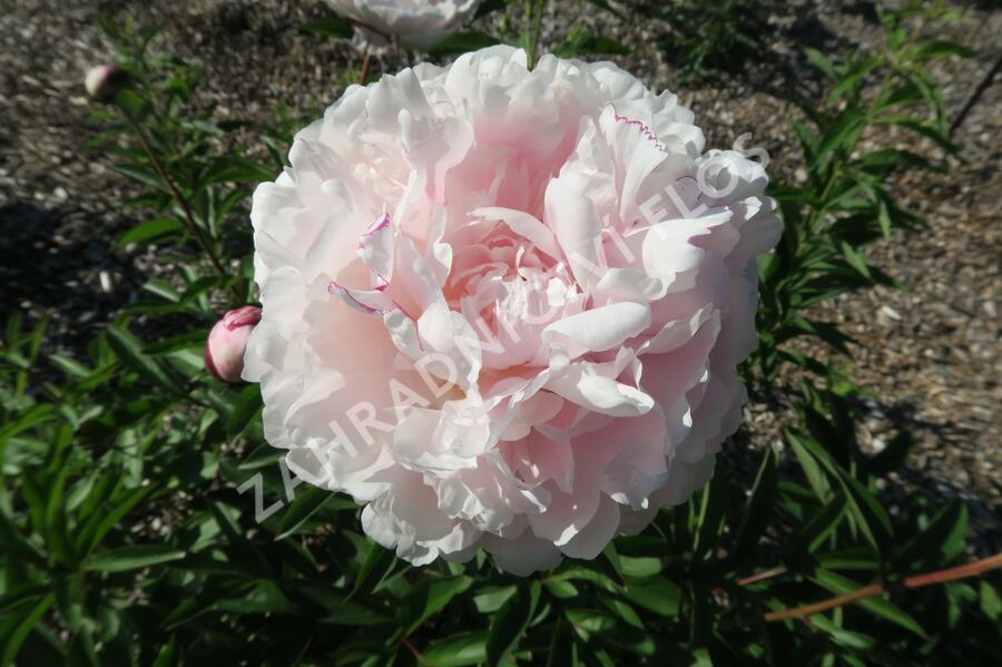 Pivoňka bělokvětá 'Königin Wilhelmina' - Paeonia lactiflora 'Königin Wilhelmina'