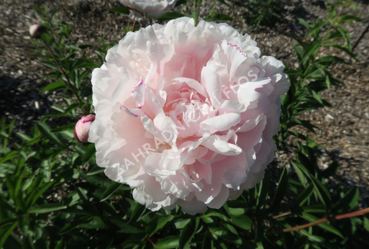 Pivoňka bělokvětá 'Königin Wilhelmina' - Paeonia lactiflora 'Königin Wilhelmina'