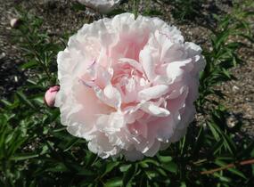 Pivoňka bělokvětá 'Königin Wilhelmina' - Paeonia lactiflora 'Königin Wilhelmina'