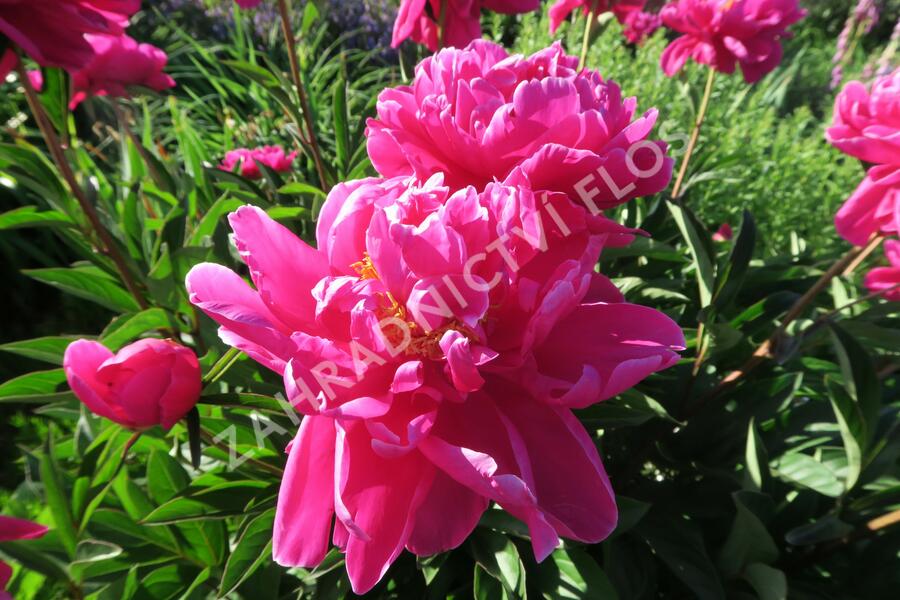 Pivoňka bělokvětá 'Karl Rosenfield' - Paeonia lactiflora 'Karl Rosenfield'