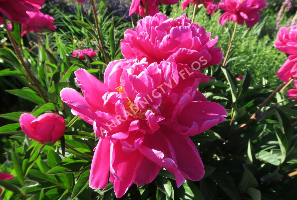 Pivoňka bělokvětá 'Karl Rosenfield' - Paeonia lactiflora 'Karl Rosenfield'