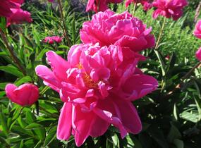 Pivoňka bělokvětá 'Karl Rosenfield' - Paeonia lactiflora 'Karl Rosenfield'