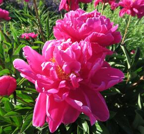 Pivoňka bělokvětá 'Karl Rosenfield' - Paeonia lactiflora 'Karl Rosenfield'