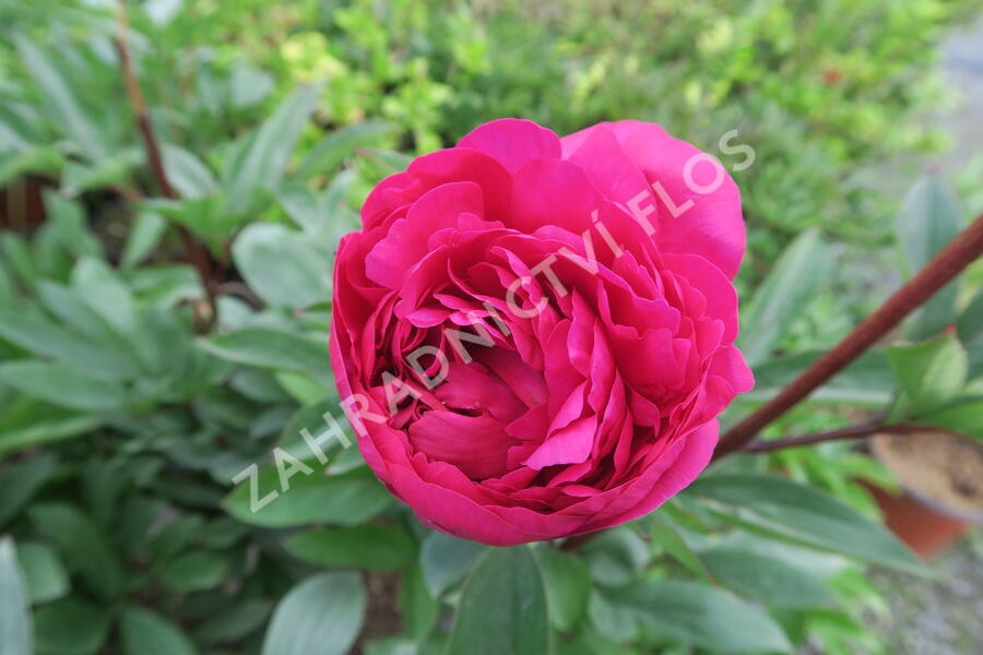 Pivoňka bělokvětá 'Karl Rosenfield' - Paeonia lactiflora 'Karl Rosenfield'