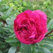 Pivoňka bělokvětá 'Karl Rosenfield' - Paeonia lactiflora 'Karl Rosenfield'