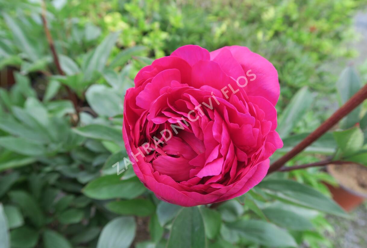 Pivoňka bělokvětá 'Karl Rosenfield' - Paeonia lactiflora 'Karl Rosenfield'