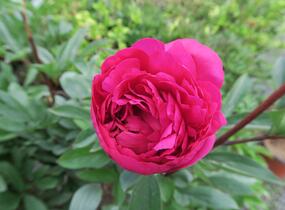 Pivoňka bělokvětá 'Karl Rosenfield' - Paeonia lactiflora 'Karl Rosenfield'