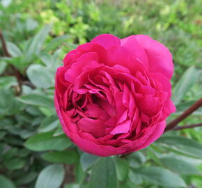 Pivoňka bělokvětá 'Karl Rosenfield' - Paeonia lactiflora 'Karl Rosenfield'