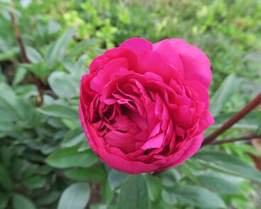 Pivoňka bělokvětá 'Karl Rosenfield'