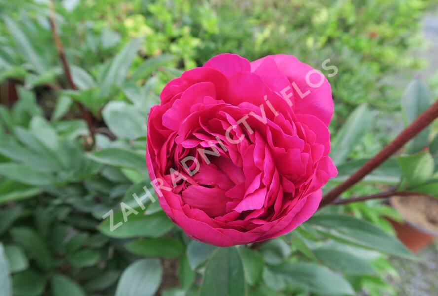 Pivoňka bělokvětá 'Karl Rosenfield' - Paeonia lactiflora 'Karl Rosenfield'