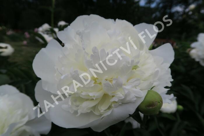 Pivoňka bělokvětá 'Duchesse de Nemours' - Paeonia lactiflora 'Duchesse de Nemours'