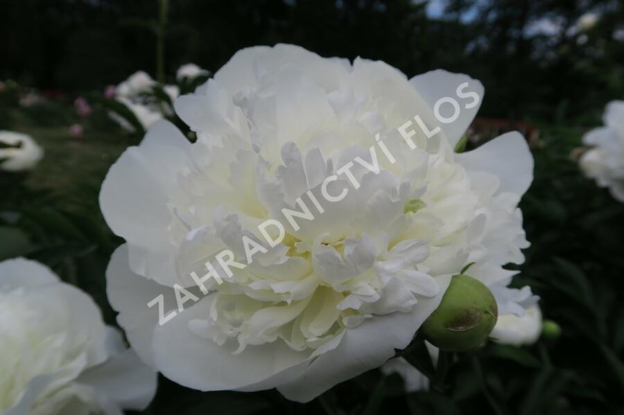 Pivoňka bělokvětá 'Duchesse de Nemours' - Paeonia lactiflora 'Duchesse de Nemours'