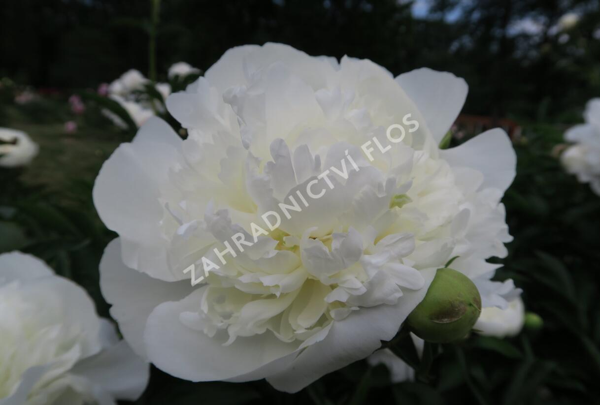 Pivoňka bělokvětá 'Duchesse de Nemours' - Paeonia lactiflora 'Duchesse de Nemours'