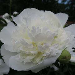 Pivoňka bělokvětá 'Duchesse de Nemours' - Paeonia lactiflora 'Duchesse de Nemours'