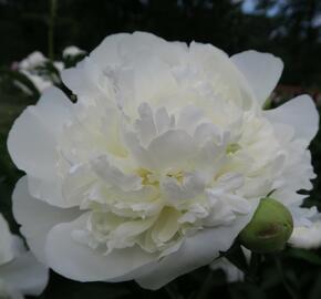 Pivoňka bělokvětá 'Duchesse de Nemours' - Paeonia lactiflora 'Duchesse de Nemours'