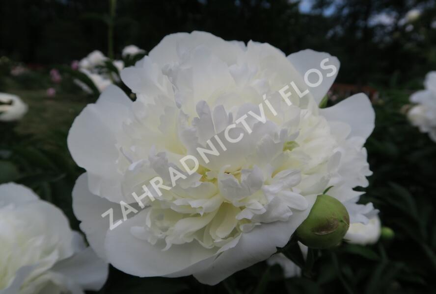 Pivoňka bělokvětá 'Duchesse de Nemours' - Paeonia lactiflora 'Duchesse de Nemours'