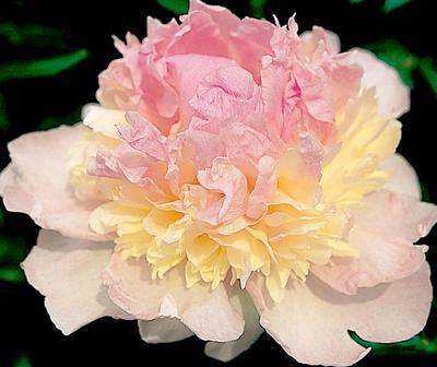 Pivoňka bělokvětá 'Raspberry Sundae' - Paeonia lactiflora 'Raspberry Sundae'