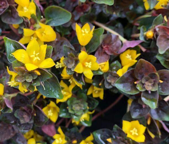 Vrbina 'Persian Chocolate' - Lysimachia congestiflora 'Persian Chocolate'