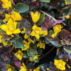 Vrbina 'Persian Chocolate' - Lysimachia congestiflora 'Persian Chocolate'