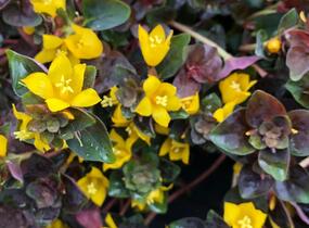 Vrbina hustokvětá 'Persian Chocolate' - Lysimachia congestiflora 'Persian Chocolate'