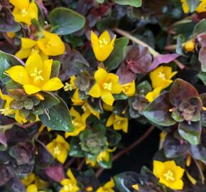Vrbina 'Persian Chocolate' - Lysimachia congestiflora 'Persian Chocolate'