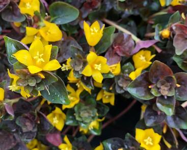 Vrbina hustokvětá 'Persian Chocolate'