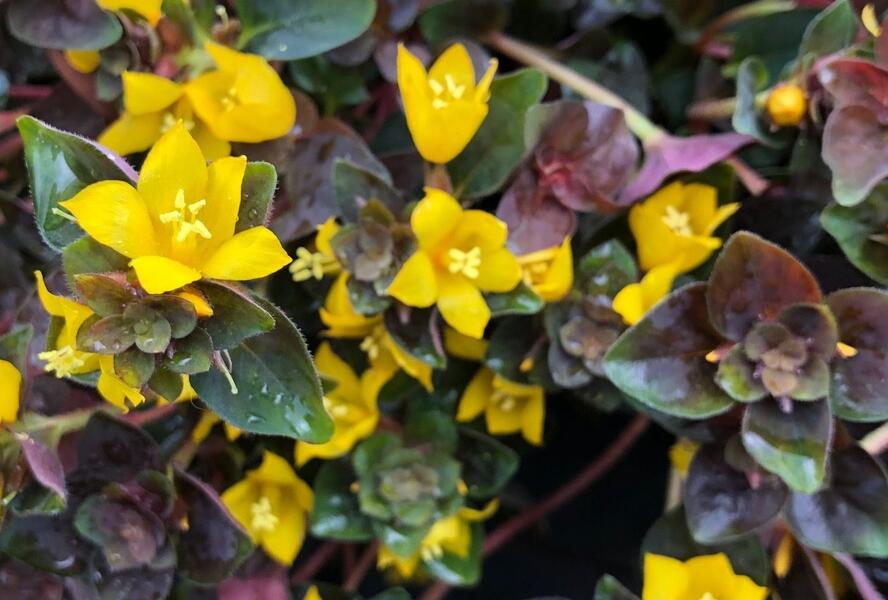 Vrbina hustokvětá 'Persian Chocolate' - Lysimachia congestiflora 'Persian Chocolate'