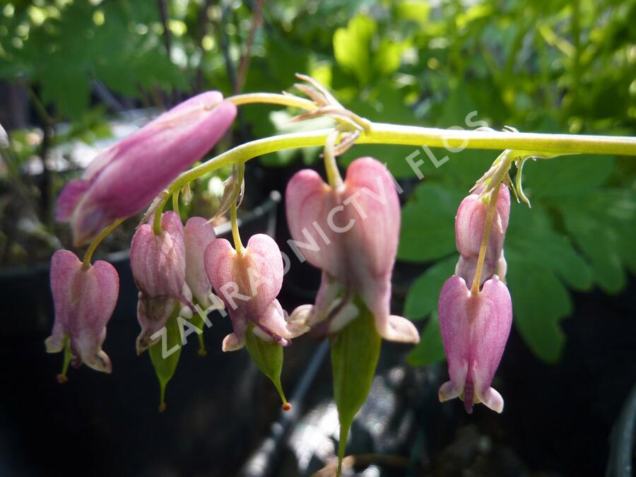 Srdcovka drobnokvětá 'Stuart Boothman' - Dicentra eximia 'Stuart Boothman'