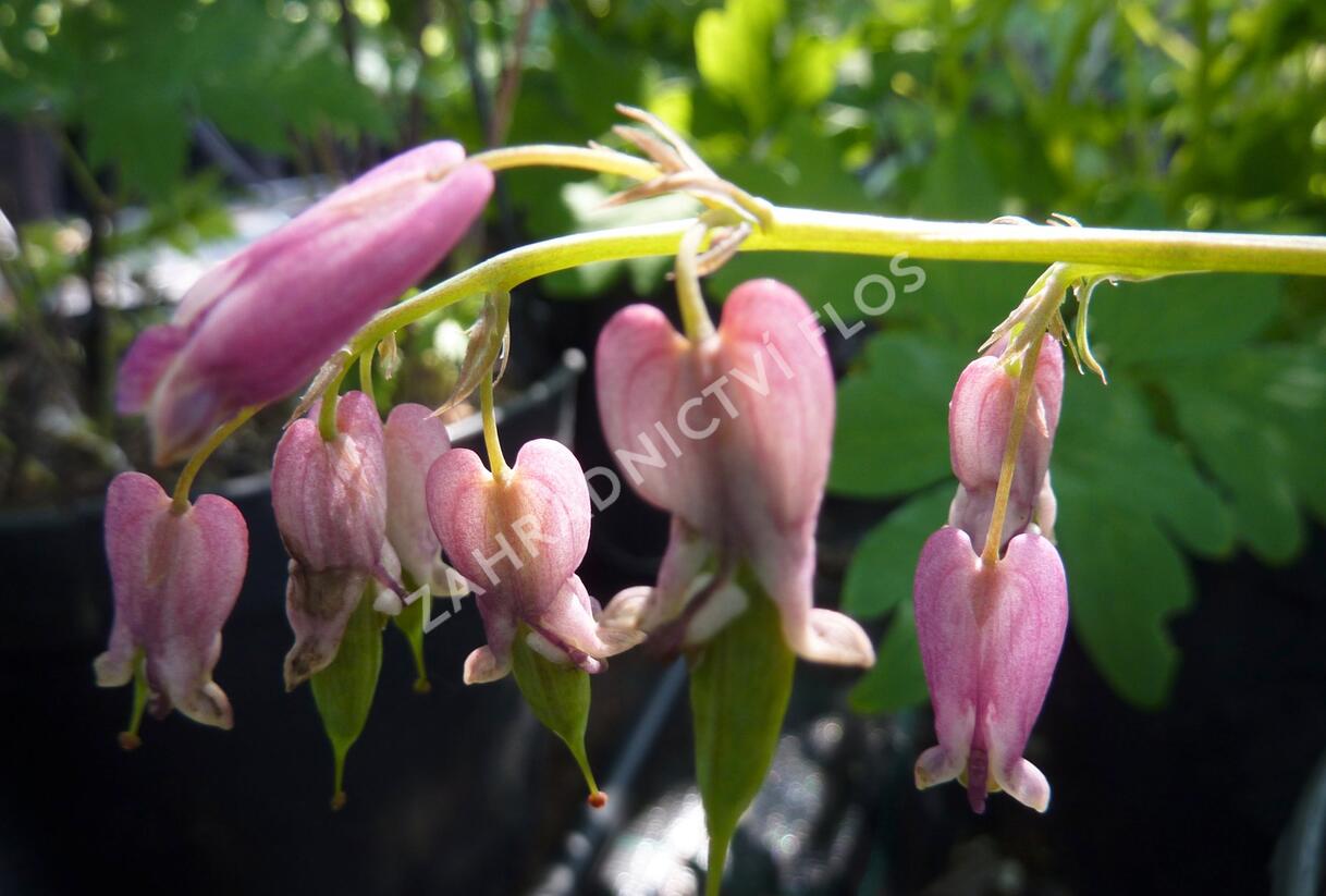 Srdcovka drobnokvětá 'Stuart Boothman' - Dicentra eximia 'Stuart Boothman'