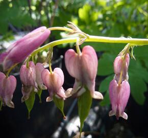 Srdcovka drobnokvětá 'Stuart Boothman' - Dicentra eximia 'Stuart Boothman'