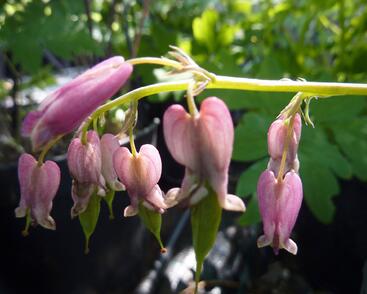 Srdcovka drobnokvětá 'Stuart Boothman'